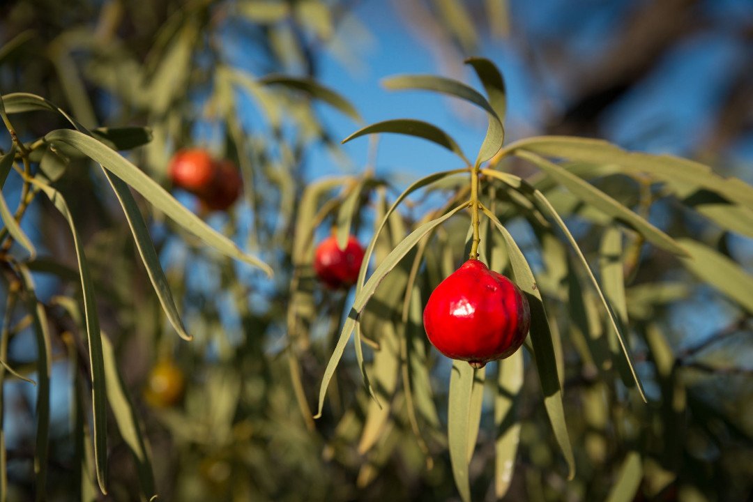 alice springs bush tucker tour